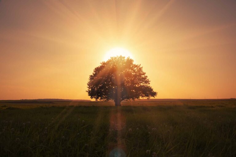 magical sunrise with tree