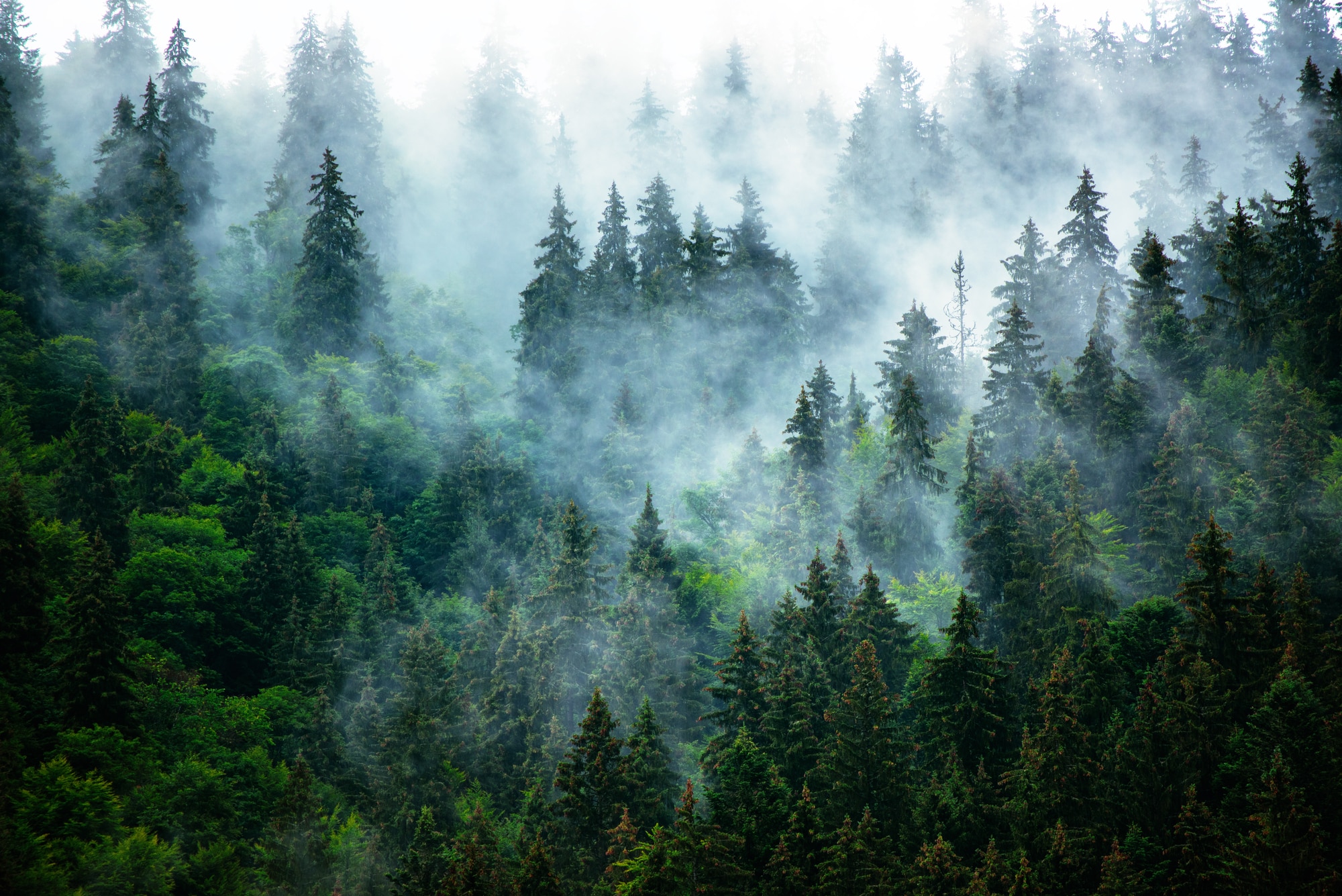 FLASH FRIDAY: The Past, Present and Future of Forest Conservation - Vimarsana News