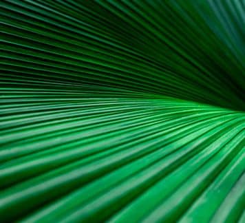 Promoting Carbon Removal Markets and Technology at COP29 – A Step Towards Achieving Net-Zero